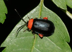 Asphaera abdominalis