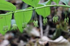 Polygonatum orientale