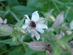 Microbotryum lychnidis-dioicae