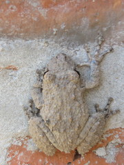 Scinax acuminatus