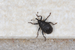 Glocianus pilosellus