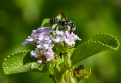 Megachile jerryrozeni