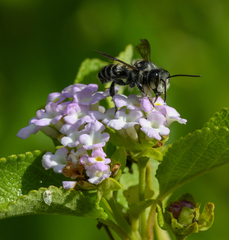 Megachile jerryrozeni