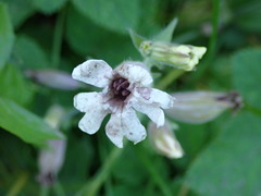 Microbotryum lychnidis-dioicae