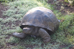 Chelonoidis niger porteri