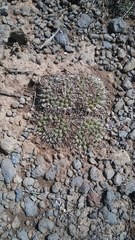 Mammillaria uncinata
