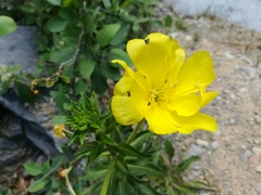 Oenothera jamesii