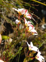 Adenandra marginata