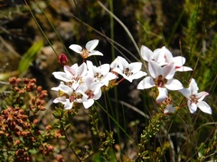 Adenandra marginata