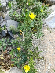 Oenothera jamesii