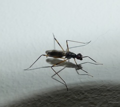 Rainieria antennaepes