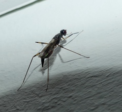 Rainieria antennaepes