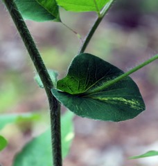 Vicia crocea