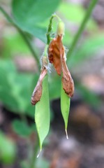 Vicia crocea