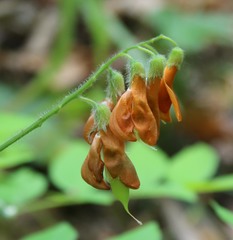 Vicia crocea