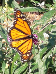 Danaus plexippus