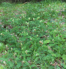 Vicia abbreviata