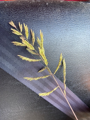 Silveus' grass (Trichoneura elegans)