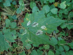 Phyllonorycter joannisi