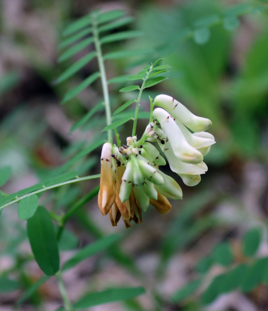 Vicia abbreviata