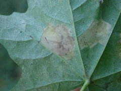Phyllonorycter joannisi