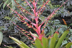 Vriesea philippocoburgi