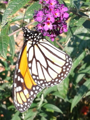 Danaus plexippus