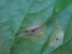 Phyllonorycter joannisi