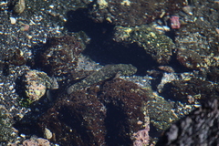 Bathygobius lineatus