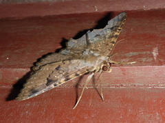 Lepidoptera