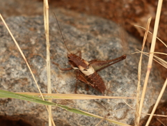 Pholidoptera macedonica