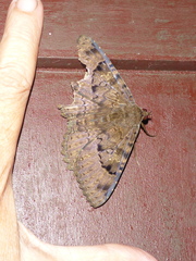 Lepidoptera