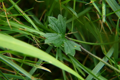 Ranunculus tuberosus