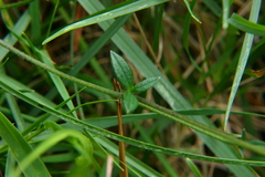 Ranunculus tuberosus
