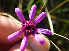 Senecio cymbalarifolius