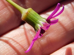 Senecio cymbalarifolius