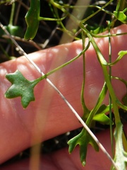 Senecio cymbalarifolius