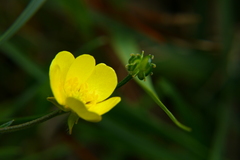 Ranunculus tuberosus