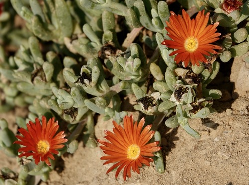 Hymenocyclus croceus (Jacq.) Schwantes