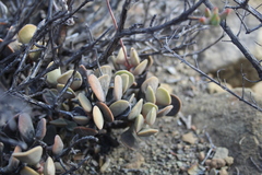 Adromischus liebenbergii
