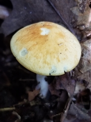 Marasmius strictipes