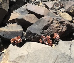 Adromischus liebenbergii