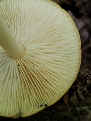 Marasmius strictipes