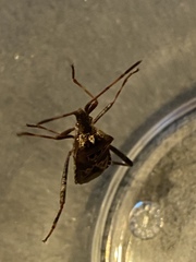 Leptoglossus clypealis