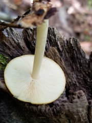 Marasmius strictipes
