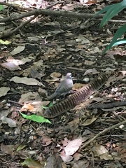 Geopelia striata