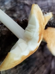 Marasmius strictipes