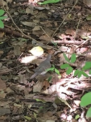 Geopelia striata