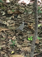 Geopelia striata