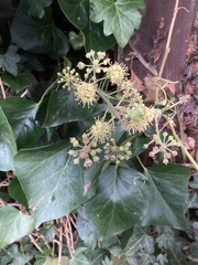 Hedera helix